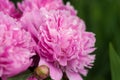 Group of pink peonies in the garden in the summer.