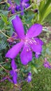 Closeup beautiful purple petal Tibouchina blooming