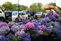 Closeup of Purple and Pink Flowers in the Fifth Avenue New York City Spring Flower Display Royalty Free Stock Photo