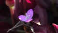 Closeup of a beautiful purple tibouchina flower in a garden