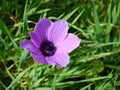Closeup of a beautiful purple violet Poppy flower Royalty Free Stock Photo