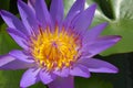 Closeup beautiful purple water lily pollen