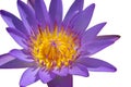 Closeup beautiful purple water lily pollen isolated on white background Royalty Free Stock Photo