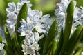 Closeup of beautiful puschkinia flowers in a garden