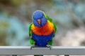 Closeup of a beautiful Rainbow lorikeet parrot against a blurry background Royalty Free Stock Photo