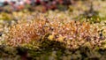 Raindrops on moss, macro shot of small plants after rainfall, raindrops glisten. Beautiful water drops at sunshine.