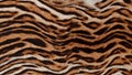 Beautiful real skin of leopard Royalty Free Stock Photo