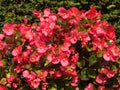 Closeup of beautiful red begonia flowers outdoors during daylight Royalty Free Stock Photo