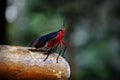 Closeup of a beautiful red bug on a mushroom Royalty Free Stock Photo