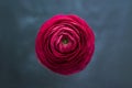 Closeup of beautiful red buttercup flower Royalty Free Stock Photo