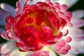 Closeup of beautiful red daisy