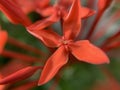 Closeup of beautiful red Epidendrum orchid flowers in a garden
