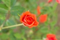 Closeup of red fairy rose