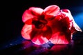 Closeup of a beautiful red flower wit water droplets Royalty Free Stock Photo