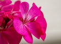 beautiful red flowers on a sunny day Royalty Free Stock Photo