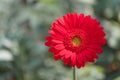 Closeup beautiful red gerbera daisy and colorful pastel flower. Red gerbera daisy on nature green garden blackground Royalty Free Stock Photo