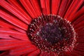 Closeup of beautiful red gerbera jamesoni Royalty Free Stock Photo