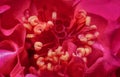 Closeup with the beautiful red hibiscus stamen.