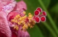 Closeup with the beautiful red hibiscus stamen.