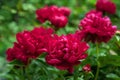 Red peonies in the garden. Blooming red peony.