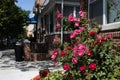Beautiful Red and Pink Rose Bush along a Row of Old Brick Homes in Astoria Queens New York during Spring Royalty Free Stock Photo