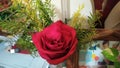 Beautiful Red Rose on the study table. Royalty Free Stock Photo