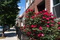 Beautiful Red Rose Bush along a Neighborhood Sidewalk with Brick Homes in Astoria Queens New York Royalty Free Stock Photo