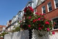 Beautiful Red Rose Bush along a Row of Old Brick Homes in Astoria Queens New York during Spring Royalty Free Stock Photo