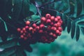 Closeup of beautiful red rowan berries and leaves Royalty Free Stock Photo