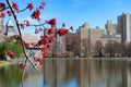 Beautiful Red Tree Branch during Spring at the Harlem Meer at Central Park with a Skyline View in New York City Royalty Free Stock Photo