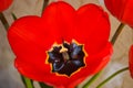 Closeup of a beautiful red tulip flower core. Blooming blossoming tulip. Detailed pistil, stamens, petals. Springtime. Macro photo Royalty Free Stock Photo