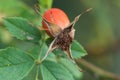 Closeup beautiful red wild rose berry on green background similar alien