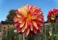 Closeup of a beautiful red and yellow \'Gitts Crazy\' Stellar Dahlia