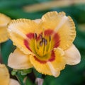 A beautiful yellow lily in Bali Royalty Free Stock Photo