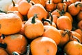 Closeup of beautiful ripe orange pumpkins in fall autumn halloween or thanksgiving pumpkin patch market display,white background Royalty Free Stock Photo