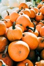 Closeup of beautiful ripe orange pumpkins in fall autumn halloween or thanksgiving pumpkin patch market display,white background Royalty Free Stock Photo