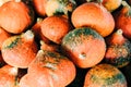 Closeup of beautiful ripe orange pumpkins in fall autumn halloween or thanksgiving pumpkin patch market display,white background Royalty Free Stock Photo