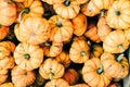 Closeup of beautiful ripe orange pumpkins in fall autumn halloween or thanksgiving pumpkin patch market display,white background Royalty Free Stock Photo