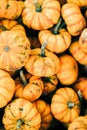 Closeup of beautiful ripe orange pumpkins in fall autumn halloween or thanksgiving pumpkin patch market display,white background Royalty Free Stock Photo