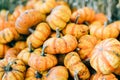 Closeup of beautiful ripe orange pumpkins in fall autumn halloween or thanksgiving pumpkin patch market display,white background Royalty Free Stock Photo