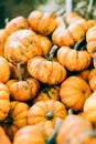 Closeup of beautiful ripe orange pumpkins in fall autumn halloween or thanksgiving pumpkin patch market display,white background Royalty Free Stock Photo