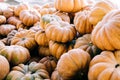 Closeup of beautiful ripe orange pumpkins in fall autumn halloween or thanksgiving pumpkin patch market display,white background Royalty Free Stock Photo