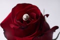 Closeup of a beautiful romantic red Rose with diamond wedding gold ring Royalty Free Stock Photo