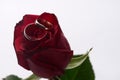 Closeup of a beautiful romantic red Rose with two wedding gold ring Royalty Free Stock Photo