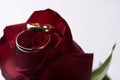 Closeup of a beautiful romantic red Rose with two wedding gold ring Royalty Free Stock Photo