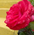 Closeup of beautiful rose flower blooming in the yellow background garden, nature photography, water drops in petals Royalty Free Stock Photo