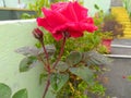 Closeup of beautiful rose flower blooming in the yellow background garden, nature photography, water drops in petals Royalty Free Stock Photo