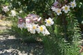 Closeup of beautiful Royal lilies, outdoors during daylight