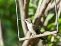 Closeup of a beautiful Ruby-throated hummingbird on a swing in a garden