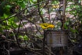 Closeup of a beautiful saffron finch bird drinking water from a bucket